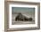 Galapagos Sea Lions Gardner Bay, Hood Island, Galapagos, Ecuador-Pete Oxford-Framed Photographic Print