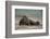 Galapagos Sea Lions Gardner Bay, Hood Island, Galapagos, Ecuador-Pete Oxford-Framed Photographic Print