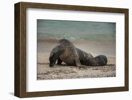 Galapagos Sea Lions Gardner Bay, Hood Island, Galapagos, Ecuador-Pete Oxford-Framed Photographic Print