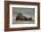 Galapagos Sea Lions Gardner Bay, Hood Island, Galapagos, Ecuador-Pete Oxford-Framed Photographic Print