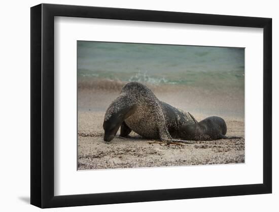 Galapagos Sea Lions Gardner Bay, Hood Island, Galapagos, Ecuador-Pete Oxford-Framed Photographic Print