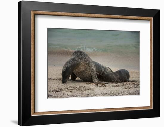 Galapagos Sea Lions Gardner Bay, Hood Island, Galapagos, Ecuador-Pete Oxford-Framed Photographic Print