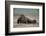 Galapagos Sea Lions Gardner Bay, Hood Island, Galapagos, Ecuador-Pete Oxford-Framed Photographic Print