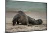 Galapagos Sea Lions Gardner Bay, Hood Island, Galapagos, Ecuador-Pete Oxford-Mounted Photographic Print