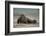 Galapagos Sea Lions Gardner Bay, Hood Island, Galapagos, Ecuador-Pete Oxford-Framed Photographic Print