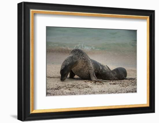 Galapagos Sea Lions Gardner Bay, Hood Island, Galapagos, Ecuador-Pete Oxford-Framed Photographic Print