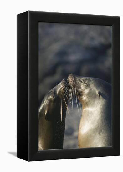 Galapagos Sea Lions in Love-DLILLC-Framed Premier Image Canvas