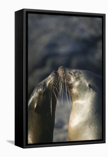 Galapagos Sea Lions in Love-DLILLC-Framed Premier Image Canvas