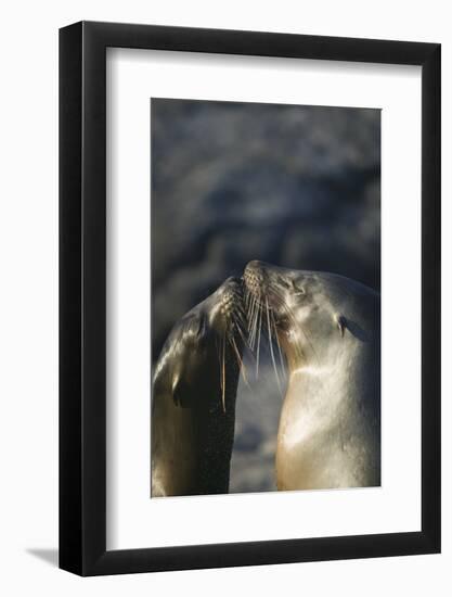 Galapagos Sea Lions in Love-DLILLC-Framed Photographic Print