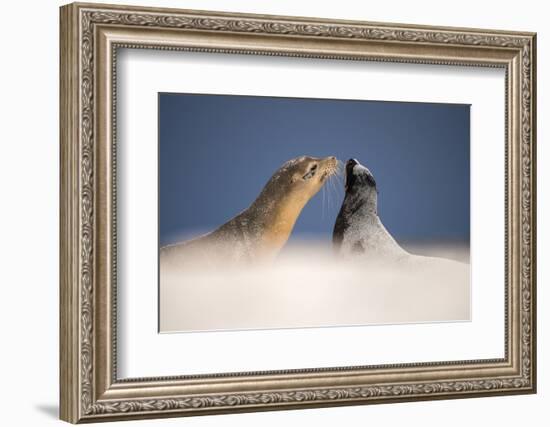 Galapagos sea lions interacting on sand, Galapagos, Ecuador-Ross Hoddinott-Framed Photographic Print