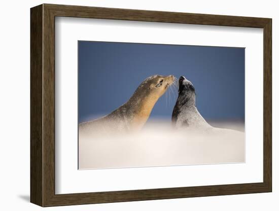 Galapagos sea lions interacting on sand, Galapagos, Ecuador-Ross Hoddinott-Framed Photographic Print