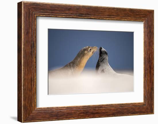 Galapagos sea lions interacting on sand, Galapagos, Ecuador-Ross Hoddinott-Framed Photographic Print