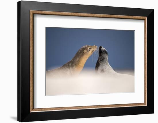 Galapagos sea lions interacting on sand, Galapagos, Ecuador-Ross Hoddinott-Framed Photographic Print