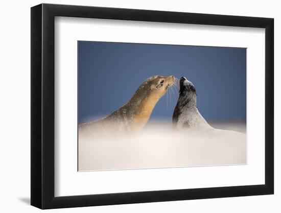 Galapagos sea lions interacting on sand, Galapagos, Ecuador-Ross Hoddinott-Framed Photographic Print