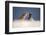 Galapagos sea lions interacting on sand, Galapagos, Ecuador-Ross Hoddinott-Framed Photographic Print