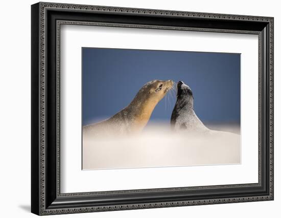 Galapagos sea lions interacting on sand, Galapagos, Ecuador-Ross Hoddinott-Framed Photographic Print