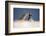 Galapagos sea lions interacting on sand, Galapagos, Ecuador-Ross Hoddinott-Framed Photographic Print