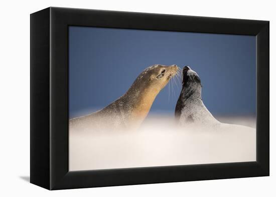 Galapagos sea lions interacting on sand, Galapagos, Ecuador-Ross Hoddinott-Framed Premier Image Canvas