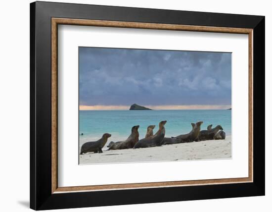 Galapagos Sea Lions (Zalophus Wollebaeki), Gardner Bay, Espanola Islands, UNESCO Site, Ecuador-Michael Nolan-Framed Photographic Print