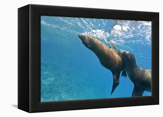 Galapagos Sea Lions (Zalophus Wollebaeki) Underwater, Champion Island, Galapagos Islands, Ecuador-Michael Nolan-Framed Premier Image Canvas