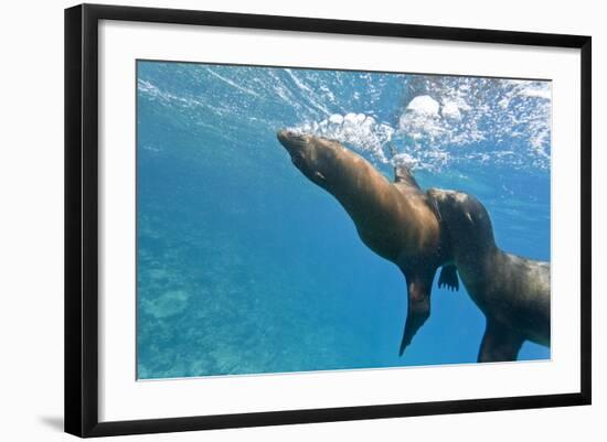Galapagos Sea Lions (Zalophus Wollebaeki) Underwater, Champion Island, Galapagos Islands, Ecuador-Michael Nolan-Framed Photographic Print