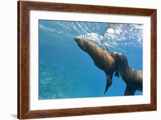 Galapagos Sea Lions (Zalophus Wollebaeki) Underwater, Champion Island, Galapagos Islands, Ecuador-Michael Nolan-Framed Photographic Print