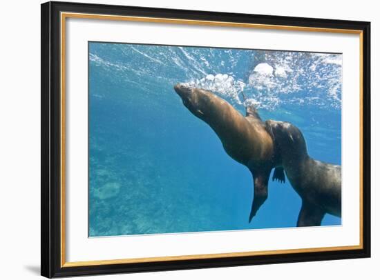 Galapagos Sea Lions (Zalophus Wollebaeki) Underwater, Champion Island, Galapagos Islands, Ecuador-Michael Nolan-Framed Photographic Print