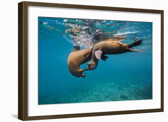 Galapagos Sea Lions (Zalophus Wollebaeki) Young Playing in Shallow Water-Alex Mustard-Framed Photographic Print