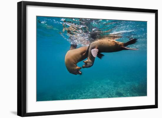Galapagos Sea Lions (Zalophus Wollebaeki) Young Playing in Shallow Water-Alex Mustard-Framed Photographic Print