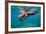 Galapagos Sea Lions (Zalophus Wollebaeki) Young Playing in Shallow Water-Alex Mustard-Framed Photographic Print