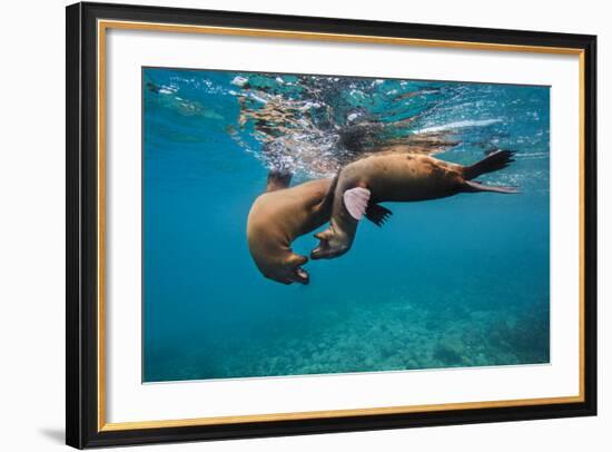 Galapagos Sea Lions (Zalophus Wollebaeki) Young Playing in Shallow Water-Alex Mustard-Framed Photographic Print