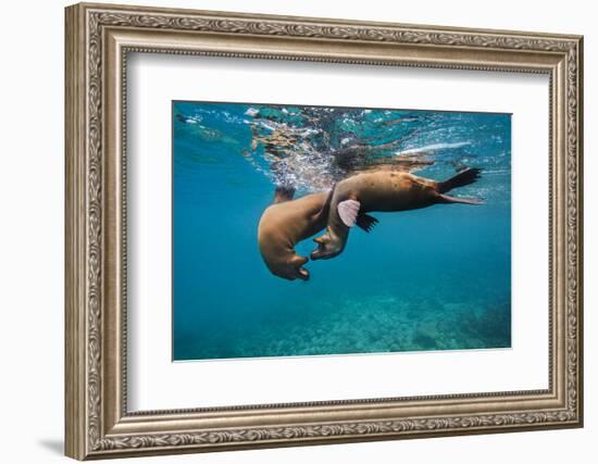 Galapagos Sea Lions (Zalophus Wollebaeki) Young Playing in Shallow Water-Alex Mustard-Framed Photographic Print