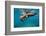 Galapagos Sea Lions (Zalophus Wollebaeki) Young Playing in Shallow Water-Alex Mustard-Framed Photographic Print