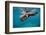 Galapagos Sea Lions (Zalophus Wollebaeki) Young Playing in Shallow Water-Alex Mustard-Framed Photographic Print