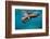 Galapagos Sea Lions (Zalophus Wollebaeki) Young Playing in Shallow Water-Alex Mustard-Framed Photographic Print