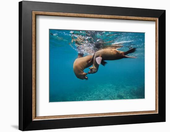 Galapagos Sea Lions (Zalophus Wollebaeki) Young Playing in Shallow Water-Alex Mustard-Framed Photographic Print