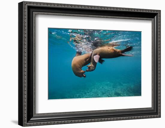 Galapagos Sea Lions (Zalophus Wollebaeki) Young Playing in Shallow Water-Alex Mustard-Framed Photographic Print