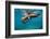 Galapagos Sea Lions (Zalophus Wollebaeki) Young Playing in Shallow Water-Alex Mustard-Framed Photographic Print