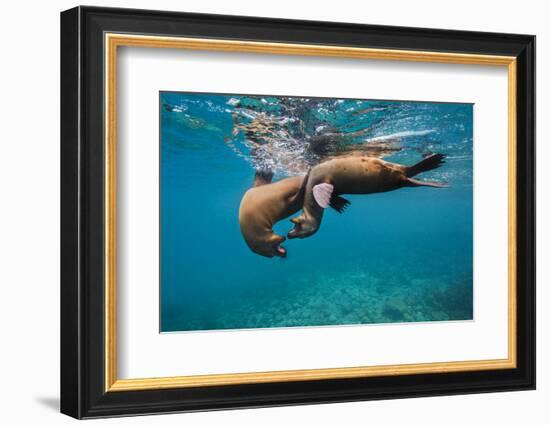 Galapagos Sea Lions (Zalophus Wollebaeki) Young Playing in Shallow Water-Alex Mustard-Framed Photographic Print