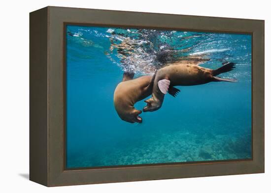 Galapagos Sea Lions (Zalophus Wollebaeki) Young Playing in Shallow Water-Alex Mustard-Framed Premier Image Canvas