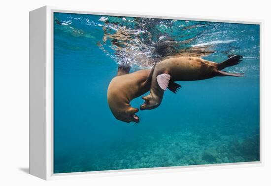 Galapagos Sea Lions (Zalophus Wollebaeki) Young Playing in Shallow Water-Alex Mustard-Framed Premier Image Canvas