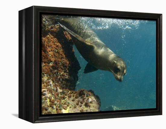 Galapagos Sealion, Gardner Bay, Española Island, Galapagos Islands, Ecuador-Pete Oxford-Framed Premier Image Canvas