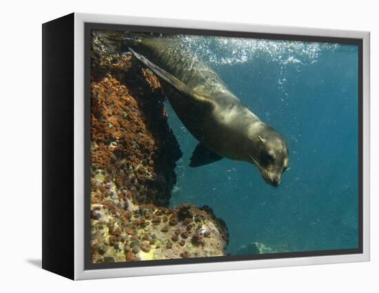 Galapagos Sealion, Gardner Bay, Española Island, Galapagos Islands, Ecuador-Pete Oxford-Framed Premier Image Canvas