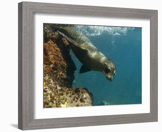 Galapagos Sealion, Gardner Bay, Española Island, Galapagos Islands, Ecuador-Pete Oxford-Framed Photographic Print