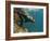 Galapagos Sealion, Gardner Bay, Española Island, Galapagos Islands, Ecuador-Pete Oxford-Framed Photographic Print