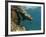 Galapagos Sealion, Gardner Bay, Española Island, Galapagos Islands, Ecuador-Pete Oxford-Framed Photographic Print