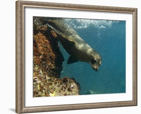 Galapagos Sealion, Gardner Bay, Española Island, Galapagos Islands, Ecuador-Pete Oxford-Framed Photographic Print