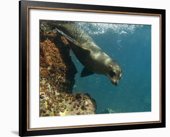 Galapagos Sealion, Gardner Bay, Española Island, Galapagos Islands, Ecuador-Pete Oxford-Framed Photographic Print