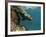 Galapagos Sealion, Gardner Bay, Española Island, Galapagos Islands, Ecuador-Pete Oxford-Framed Photographic Print