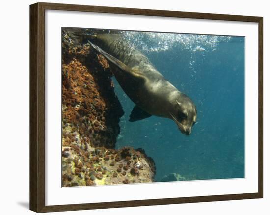 Galapagos Sealion, Gardner Bay, Española Island, Galapagos Islands, Ecuador-Pete Oxford-Framed Photographic Print